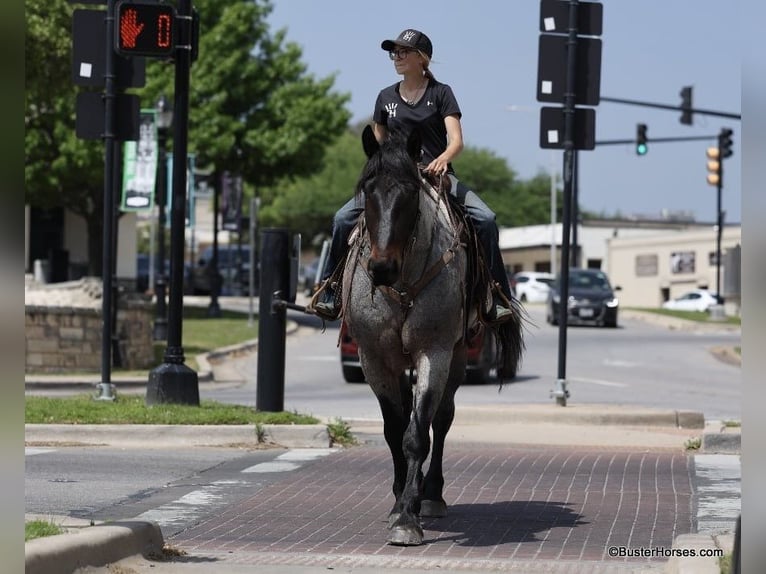 American Quarter Horse Ruin 7 Jaar 170 cm Roan-Bay in WeATHERFORD tx