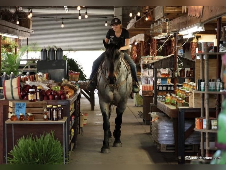 American Quarter Horse Ruin 7 Jaar 170 cm Roan-Bay in WeATHERFORD tx