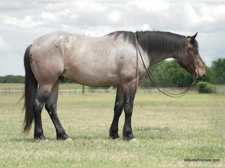 American Quarter Horse Ruin 7 Jaar 170 cm Roan-Bay in WeATHERFORD tx