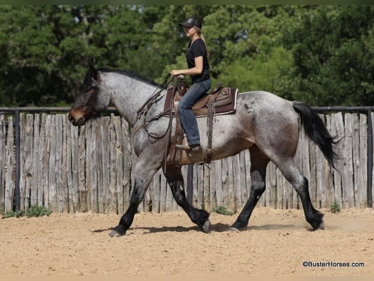 American Quarter Horse Ruin 7 Jaar 170 cm Roan-Bay in WeATHERFORD tx