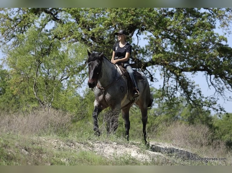 American Quarter Horse Ruin 7 Jaar 170 cm Roan-Bay in WeATHERFORD tx