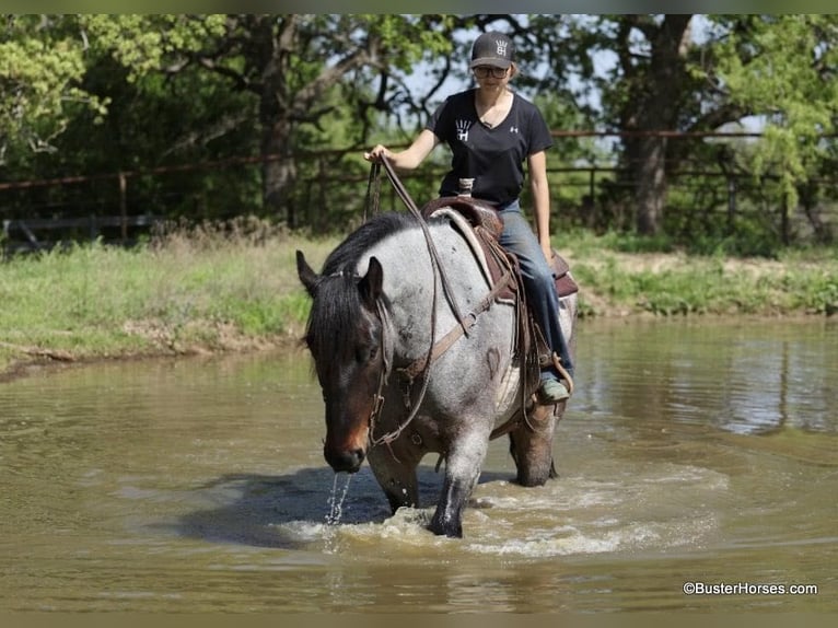 American Quarter Horse Ruin 7 Jaar 170 cm Roan-Bay in WeATHERFORD tx