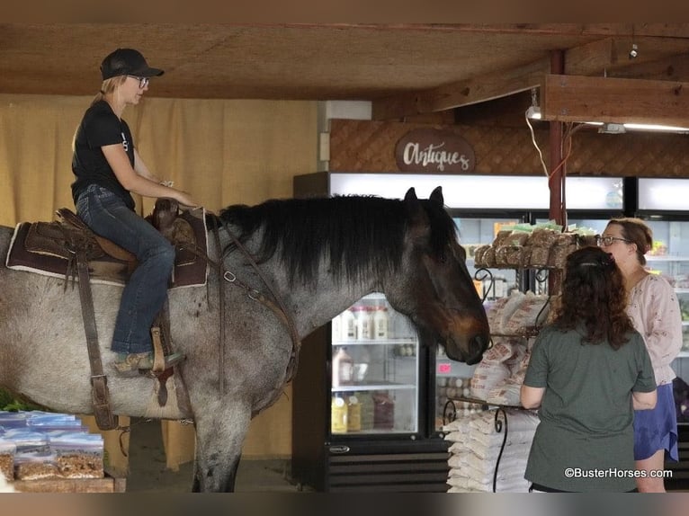 American Quarter Horse Ruin 7 Jaar 170 cm Roan-Bay in WeATHERFORD tx