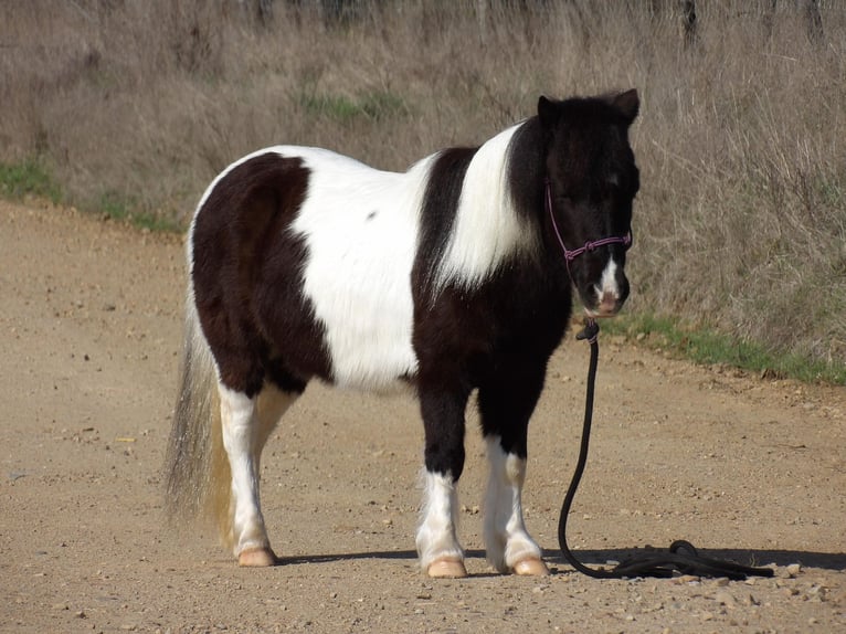 American Quarter Horse Ruin 7 Jaar 94 cm Tobiano-alle-kleuren in Antlers OK