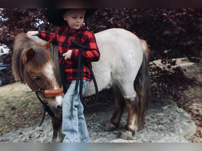 American Quarter Horse Ruin 7 Jaar 99 cm Roan-Red in Huntland, TN