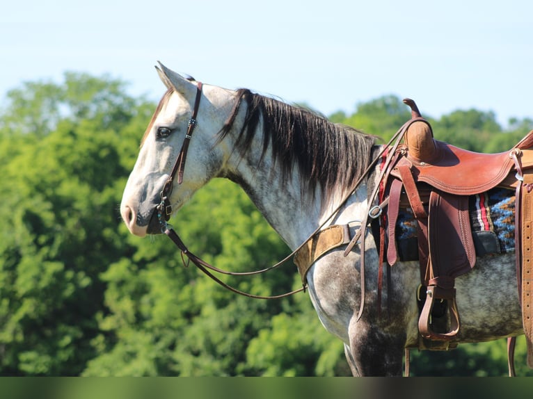 American Quarter Horse Ruin 7 Jaar Appelschimmel in Priceville KY