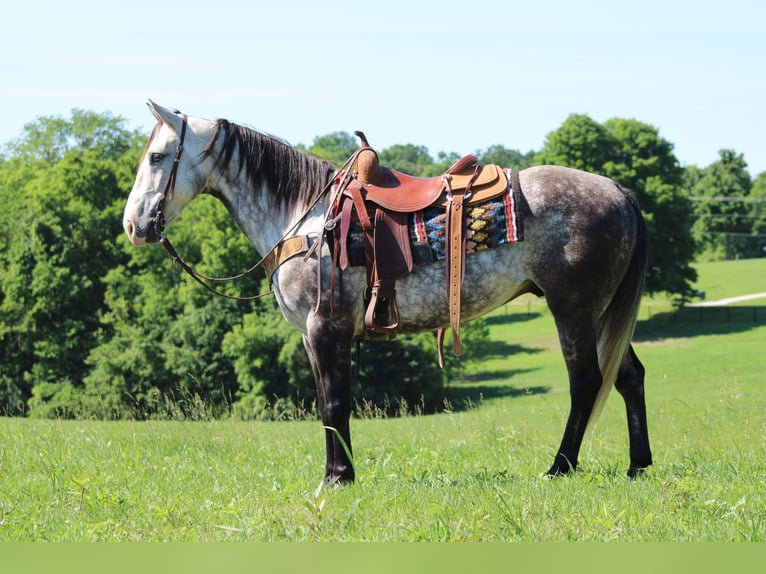 American Quarter Horse Ruin 7 Jaar Appelschimmel in Priceville KY