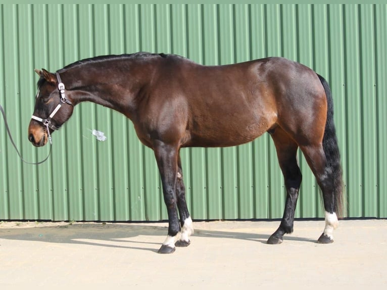 American Quarter Horse Ruin 7 Jaar Bruin in Moorrege