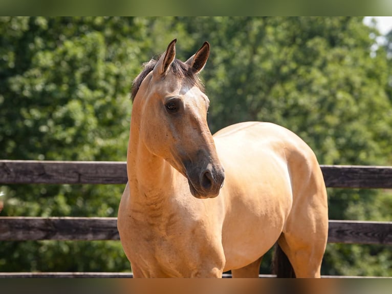 American Quarter Horse Mix Ruin 7 Jaar Buckskin in Clover
