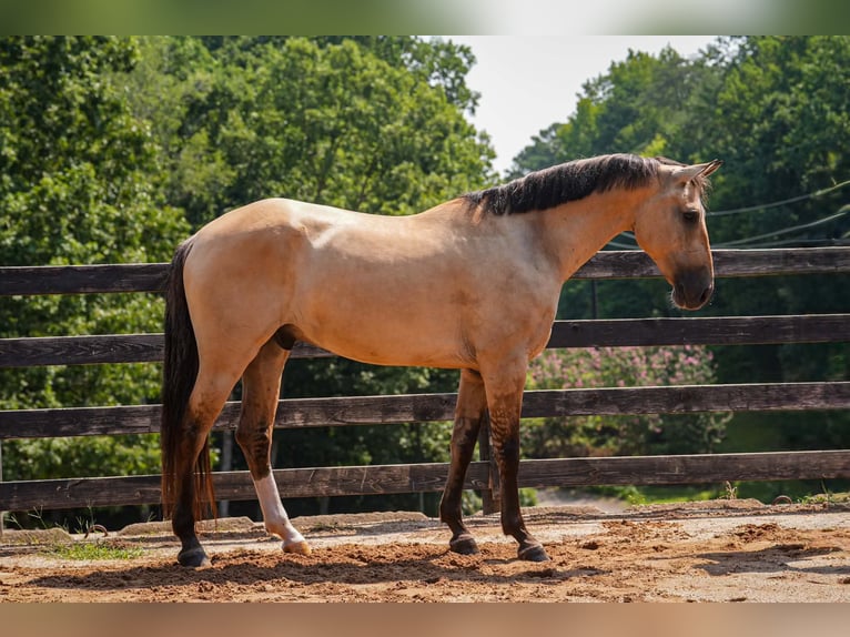 American Quarter Horse Mix Ruin 7 Jaar Buckskin in Clover