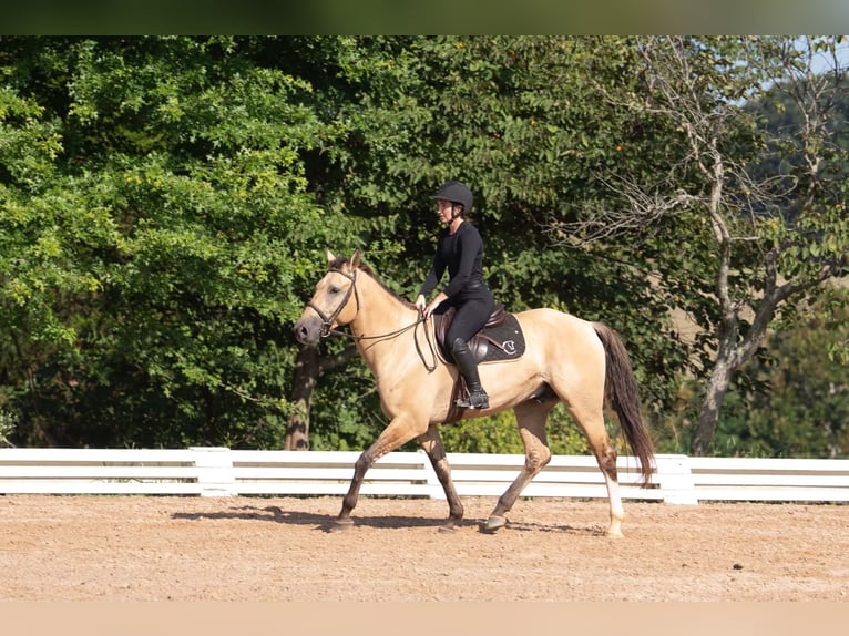 American Quarter Horse Mix Ruin 7 Jaar Buckskin in Clover
