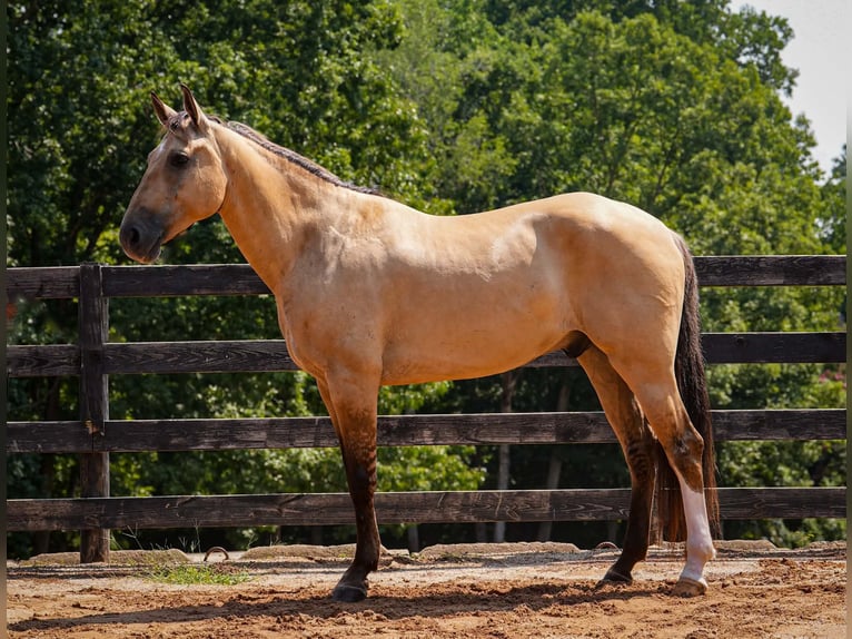 American Quarter Horse Mix Ruin 7 Jaar Buckskin in Clover