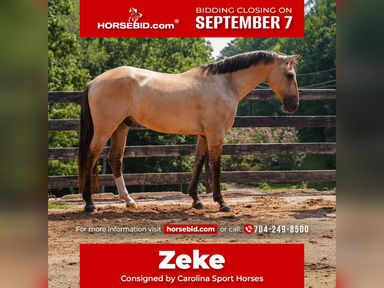 American Quarter Horse Mix Ruin 7 Jaar Buckskin in Clover