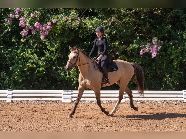 American Quarter Horse Mix Ruin 7 Jaar Buckskin in Clover