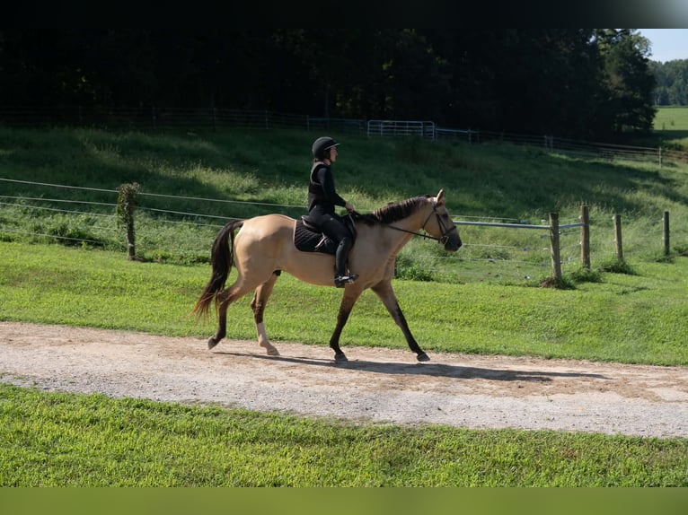 American Quarter Horse Mix Ruin 7 Jaar Buckskin in Clover
