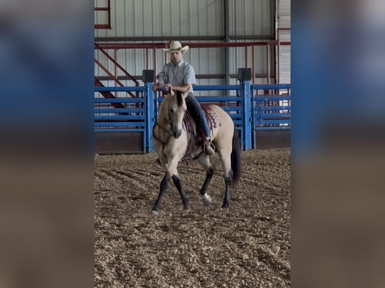 American Quarter Horse Ruin 7 Jaar Buckskin in Ponder