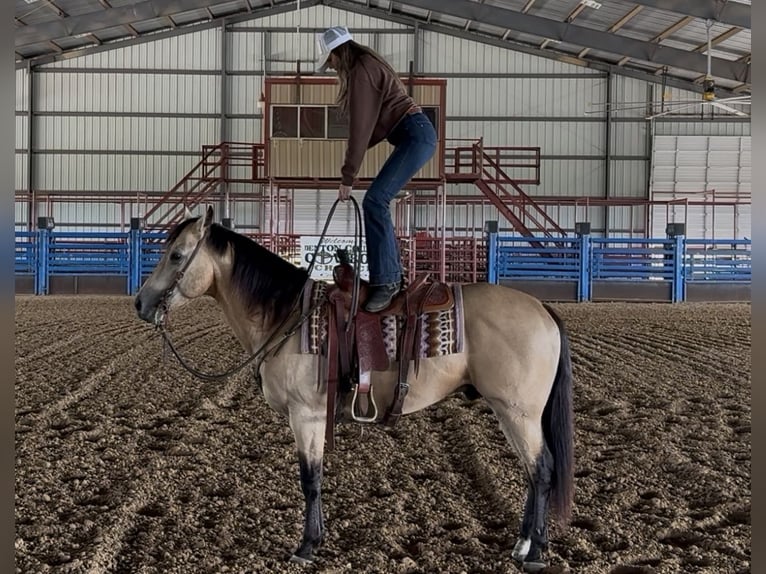 American Quarter Horse Ruin 7 Jaar Buckskin in Ponder