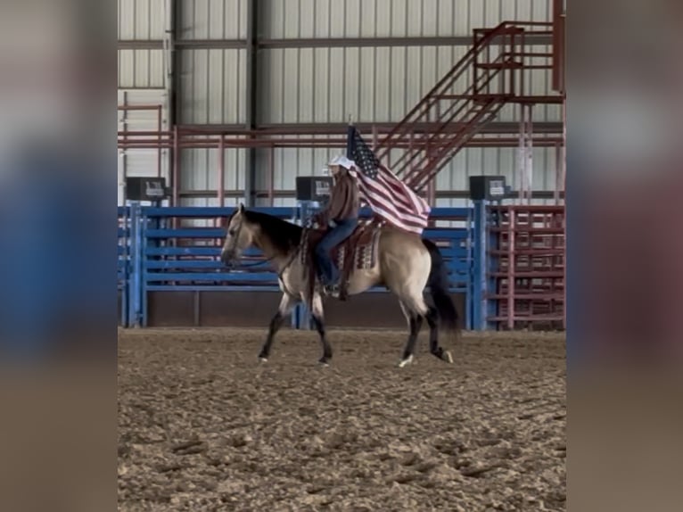American Quarter Horse Ruin 7 Jaar Buckskin in Ponder