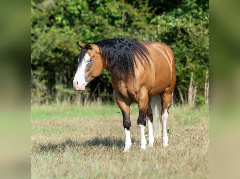 American Quarter Horse Ruin 7 Jaar Buckskin in Tupelo