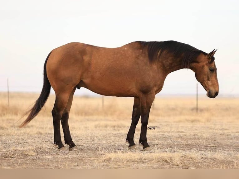 American Quarter Horse Ruin 7 Jaar Buckskin in Canyon, TX
