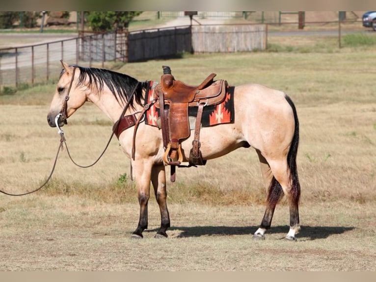 American Quarter Horse Ruin 7 Jaar Buckskin in Joshua Tx