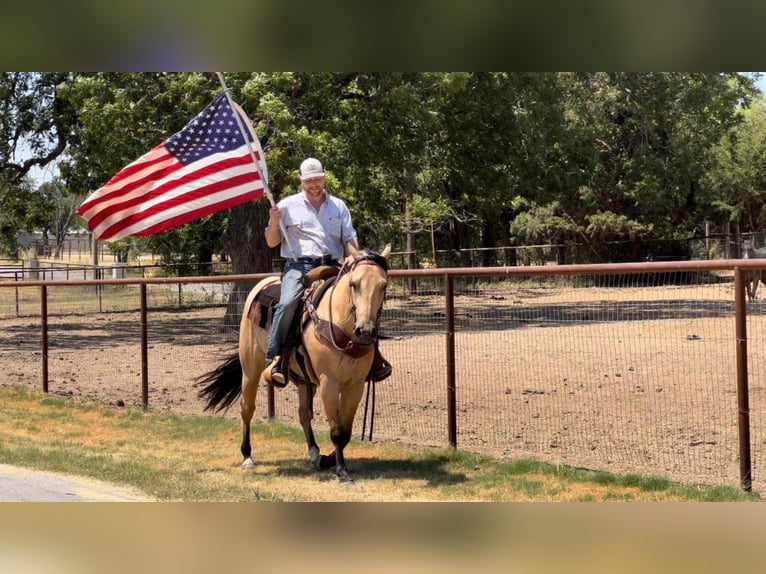 American Quarter Horse Ruin 7 Jaar Buckskin in Joshua Tx