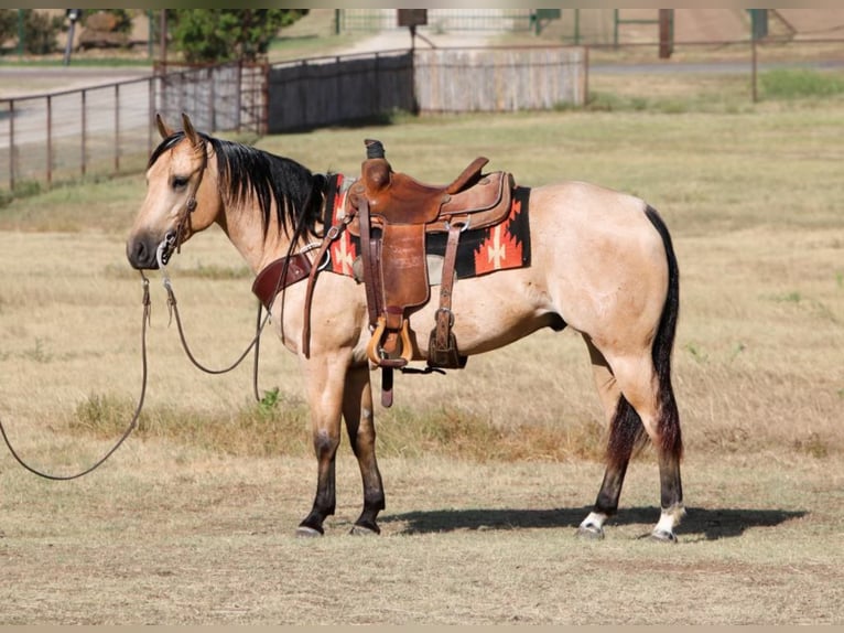 American Quarter Horse Ruin 7 Jaar Buckskin in Joshua Tx