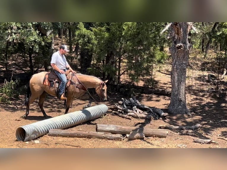 American Quarter Horse Ruin 7 Jaar Buckskin in Joshua Tx