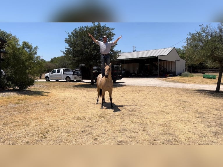 American Quarter Horse Ruin 7 Jaar Buckskin in Joshua Tx