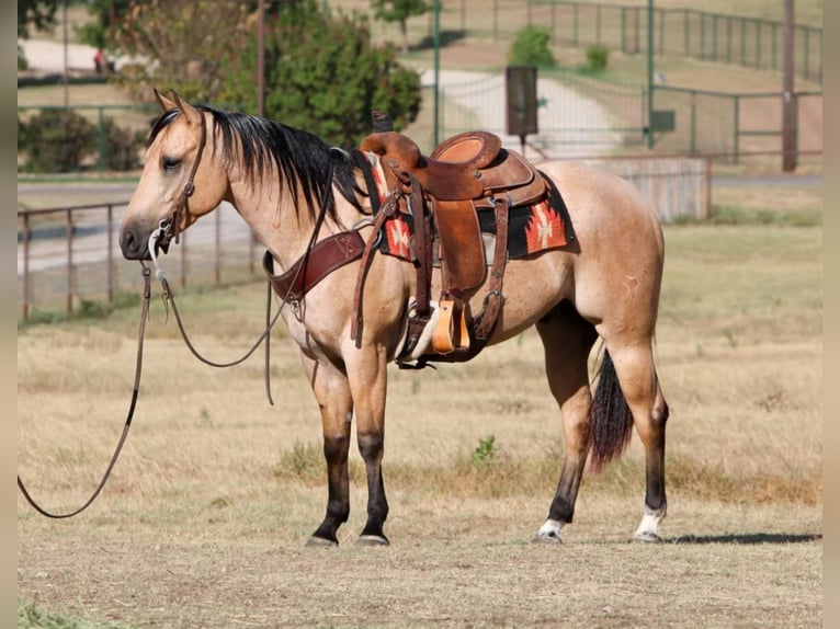 American Quarter Horse Ruin 7 Jaar Buckskin in Joshua Tx