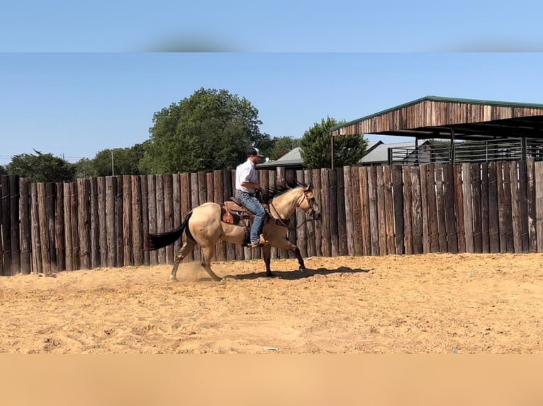 American Quarter Horse Ruin 7 Jaar Buckskin in Joshua Tx