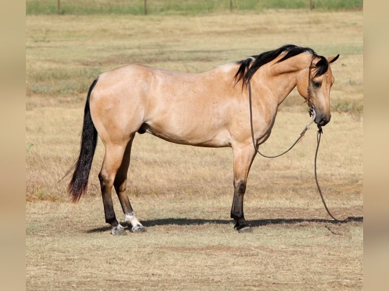 American Quarter Horse Ruin 7 Jaar Buckskin in Joshua Tx