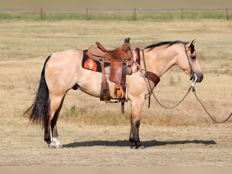 American Quarter Horse Ruin 7 Jaar Buckskin in Joshua Tx