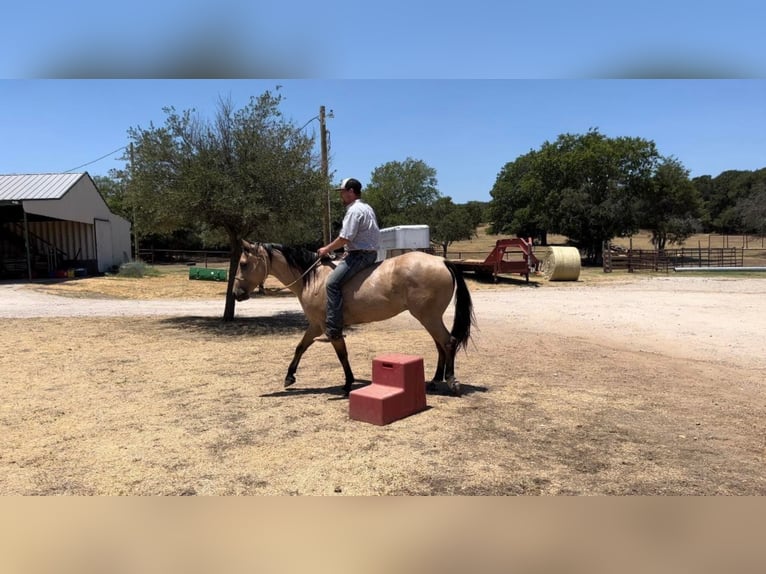 American Quarter Horse Ruin 7 Jaar Buckskin in Joshua Tx