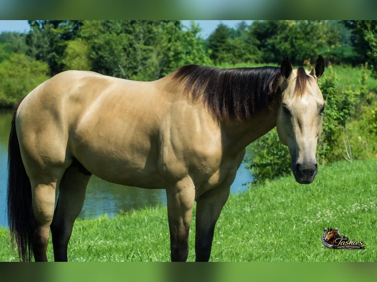 American Quarter Horse Ruin 7 Jaar Buckskin in Henderson