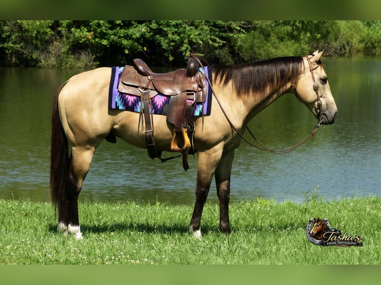 American Quarter Horse Ruin 7 Jaar Buckskin in Henderson