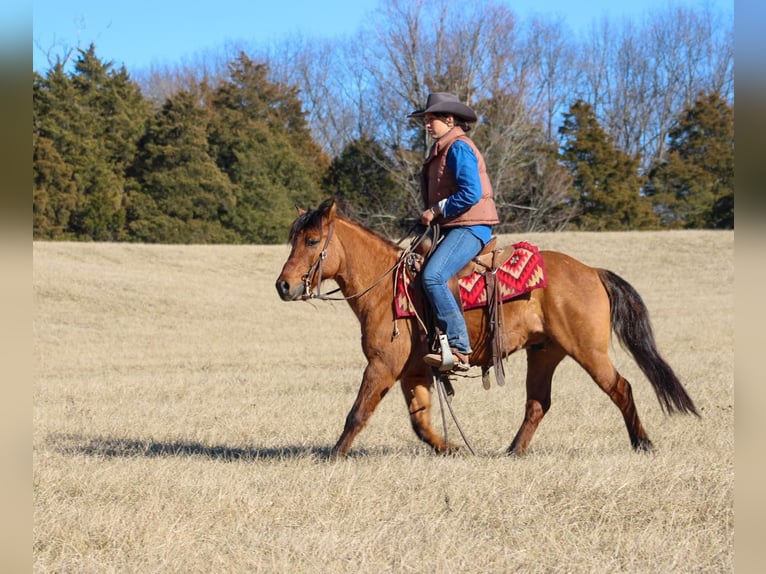 American Quarter Horse Ruin 7 Jaar Buckskin in Hardinsburg IN