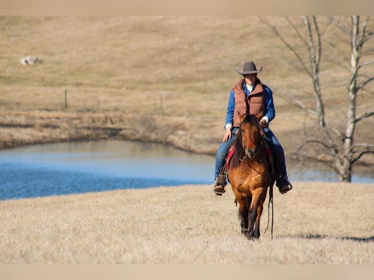 American Quarter Horse Ruin 7 Jaar Buckskin in Hardinsburg IN