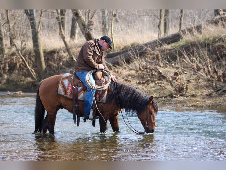 American Quarter Horse Ruin 7 Jaar Buckskin in Hardinsburg IN