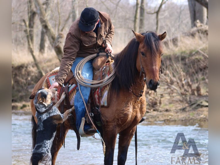 American Quarter Horse Ruin 7 Jaar Buckskin in Hardinsburg IN