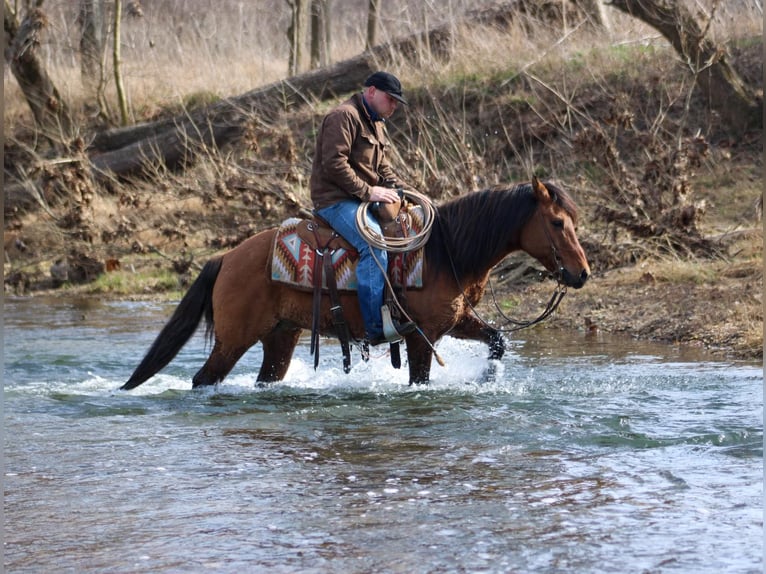 American Quarter Horse Ruin 7 Jaar Buckskin in Hardinsburg IN