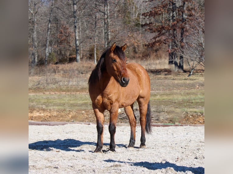 American Quarter Horse Ruin 7 Jaar Buckskin in Hardinsburg IN