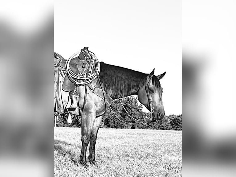 American Quarter Horse Ruin 7 Jaar Buckskin in Shelbiana MO