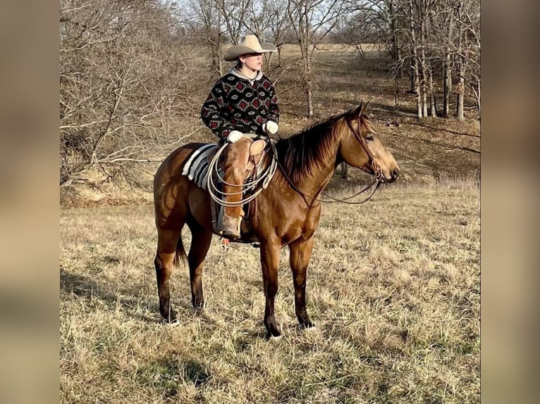 American Quarter Horse Ruin 7 Jaar Buckskin in Shelbiana MO