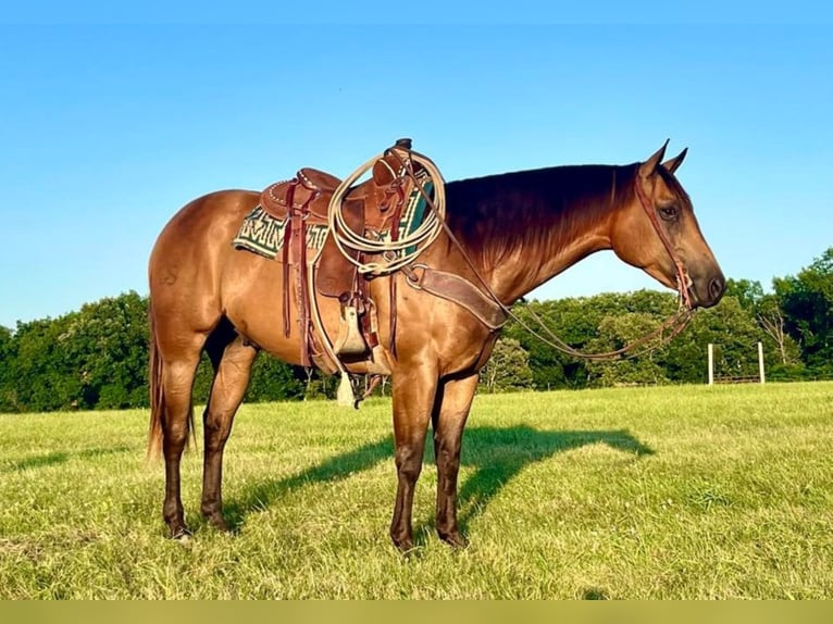 American Quarter Horse Ruin 7 Jaar Buckskin in Shelbiana MO