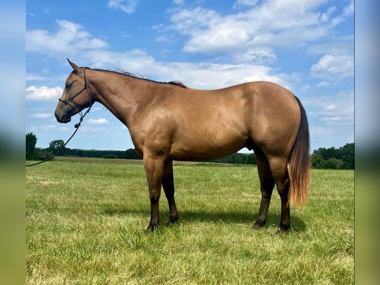 American Quarter Horse Ruin 7 Jaar Buckskin in Shelbiana MO