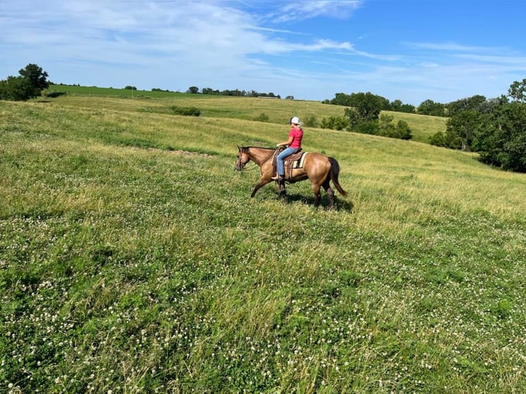 American Quarter Horse Ruin 7 Jaar Buckskin in Shelbiana MO