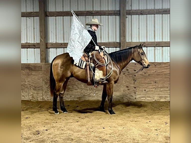 American Quarter Horse Ruin 7 Jaar Buckskin in Shelbiana MO