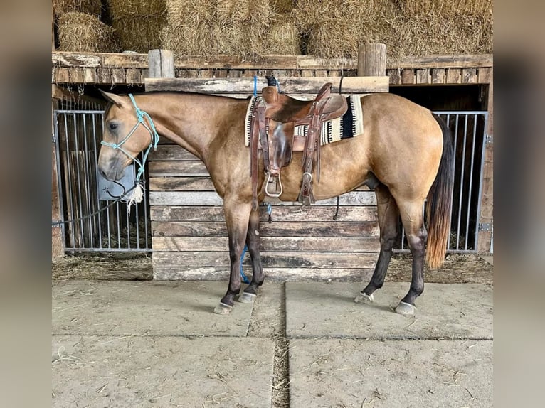 American Quarter Horse Ruin 7 Jaar Buckskin in Shelbiana MO