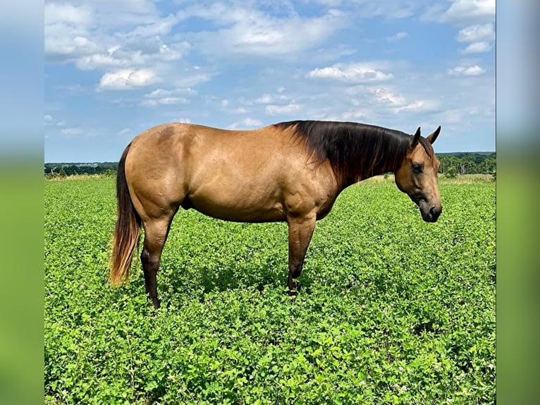 American Quarter Horse Ruin 7 Jaar Buckskin in Shelbiana MO